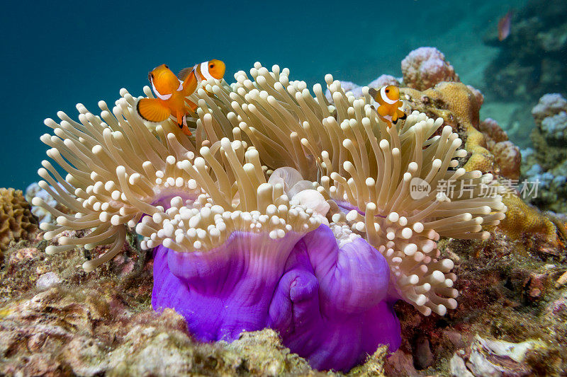 华丽海葵中的水下小丑鱼(Amphiprion ocellaris)